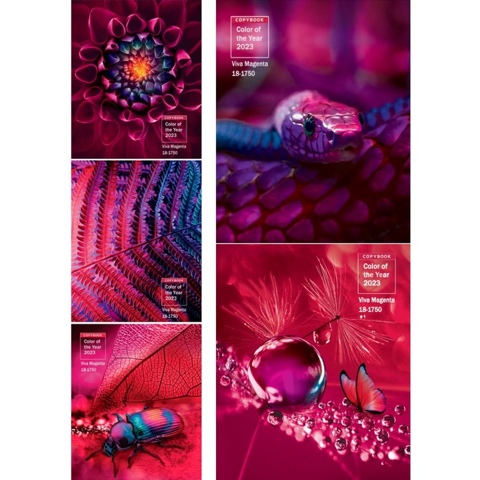 

Тетрадь 48 листов в клетку Viva magenta, обложка мелованный картон, твин-лак, МИКС