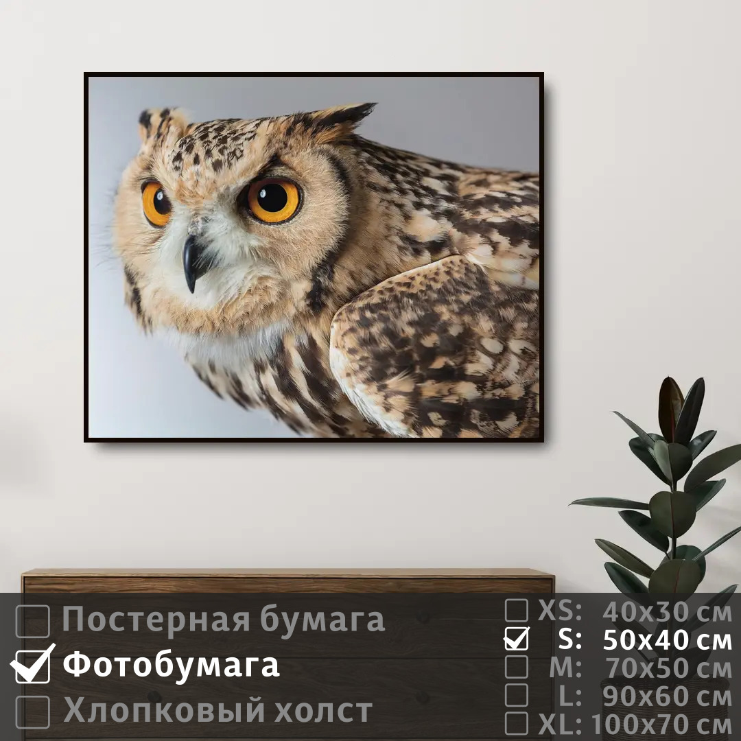 

Постер на фотобумаге ПолиЦентр Сова следит глазами 50х40 см, СоваСледитГлазами