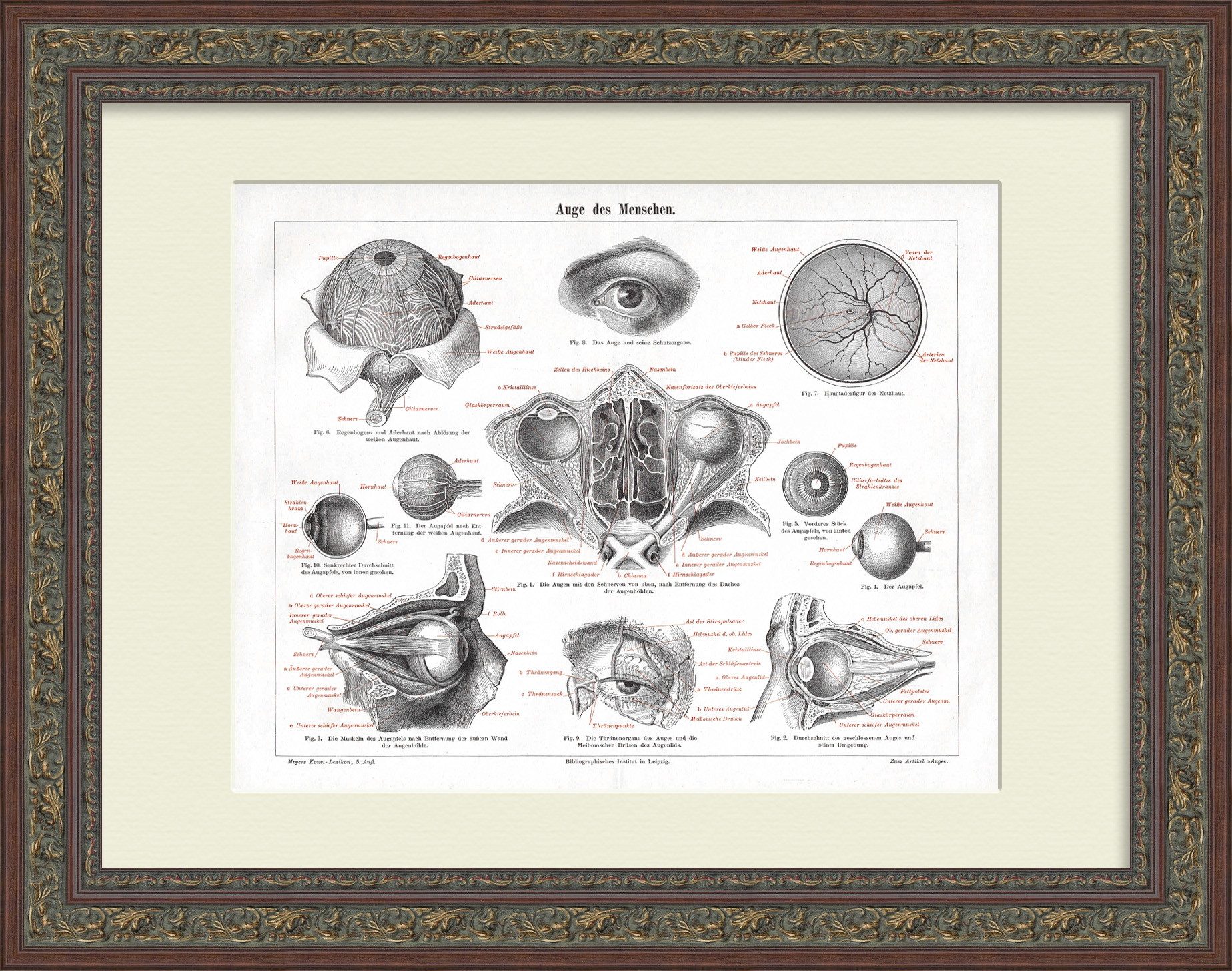 фото Строение человеческого глаза. антикварная литография в раме германия