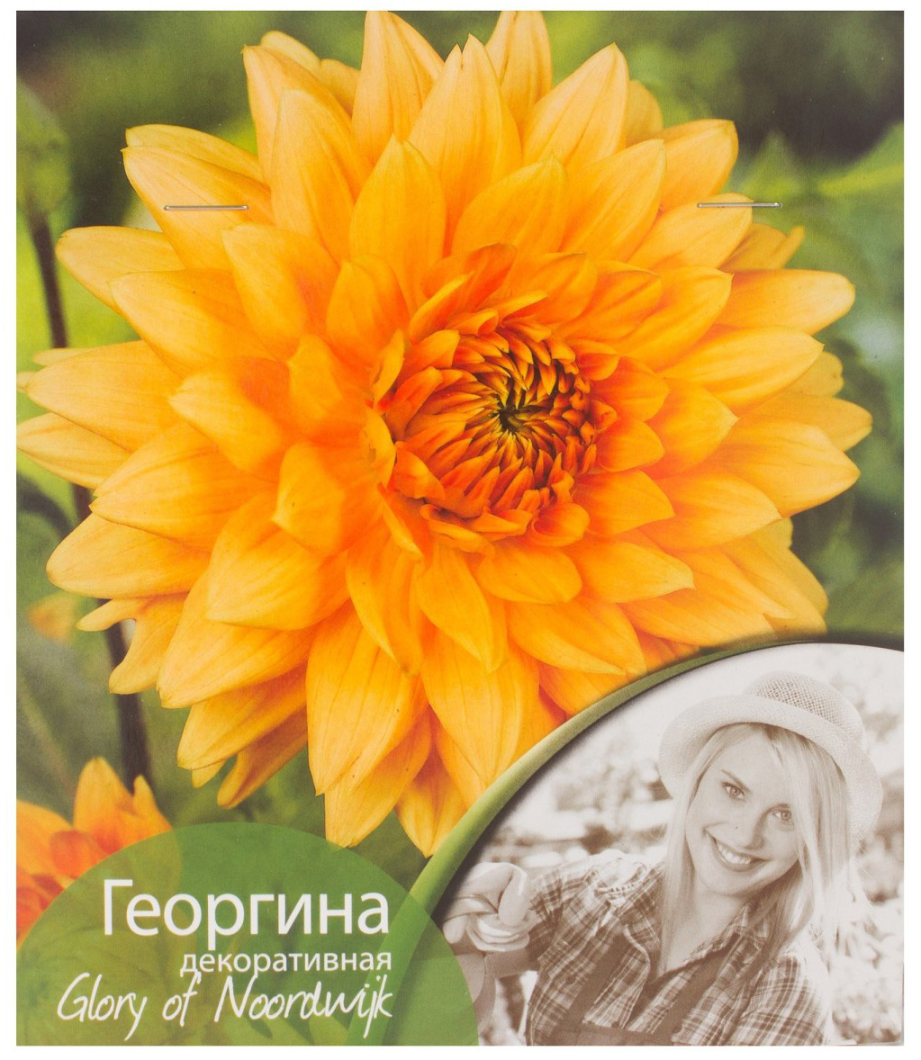 

Луковицы Георгина Глори оф Нурдвик декоративная 1 шт