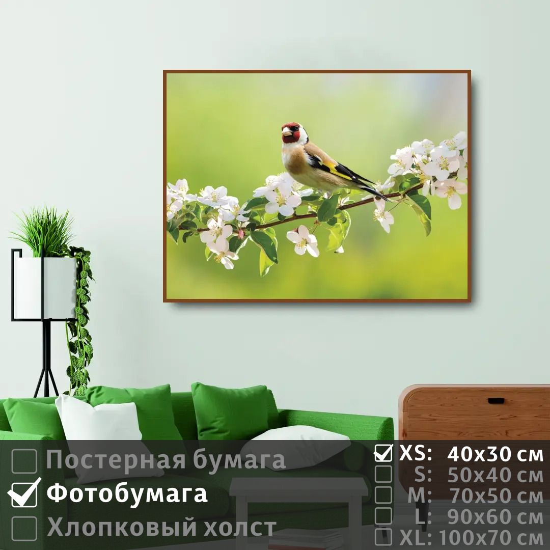 

Постер на фотобумаге ПолиЦентр Птица щегол сидит на ветке с белыми цветами 40х30 см, ПтицаЩеголСидитНаВеткеСБелымиЦветами