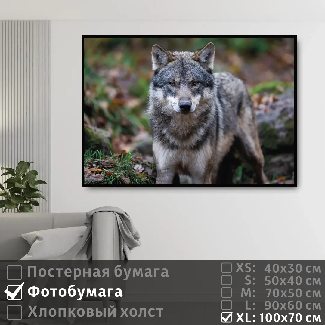 

Постер на фотобумаге ПолиЦентр Хищный волк 100х70 см, ХищныйВолк1