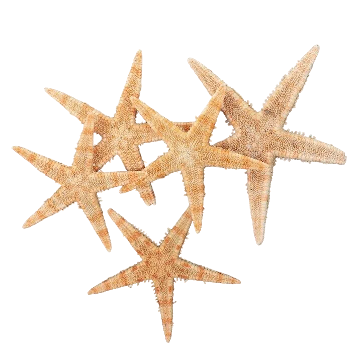 Набор из 5 морских звезд Пижон Аква 3-5 см