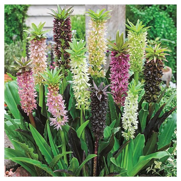 

Эукомис Цветочный альянс Колор Карнивал Стрейн 2 шт