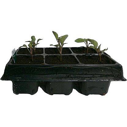 

Рассада Капуста цветная 6 шт