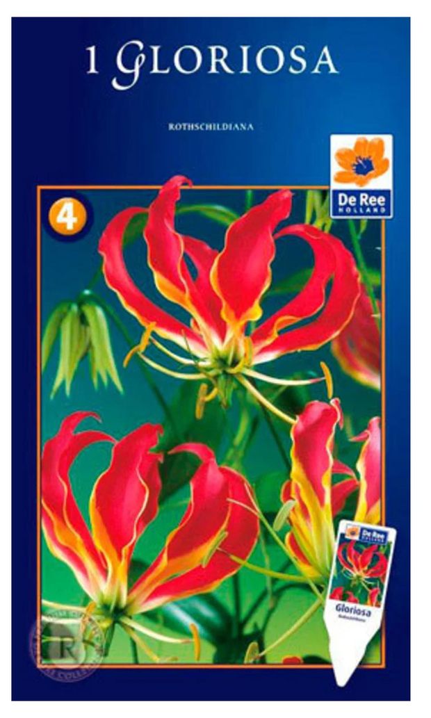 

Глориоза Цветочный альянс Ротшильда