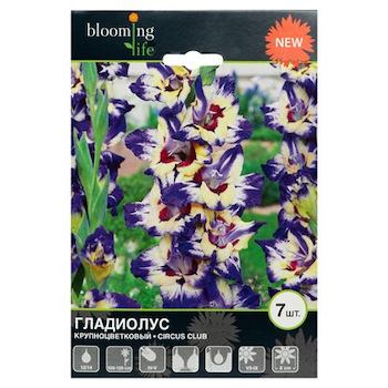 фото Гладиолус крупноцветковый blooming life еркус клаб 7 шт