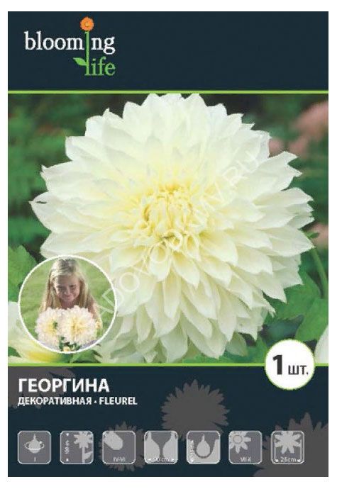 

Георгина Цветочный альянс Флюрел