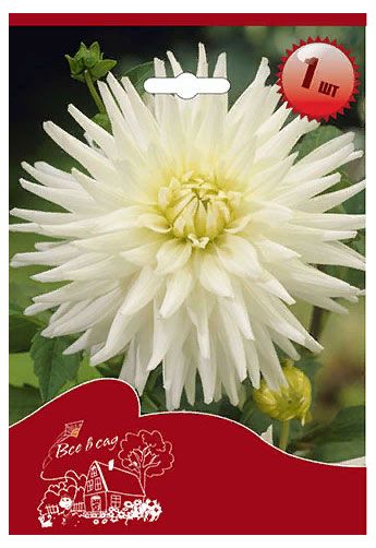 

Георгина Цветочный альянс Май Лав