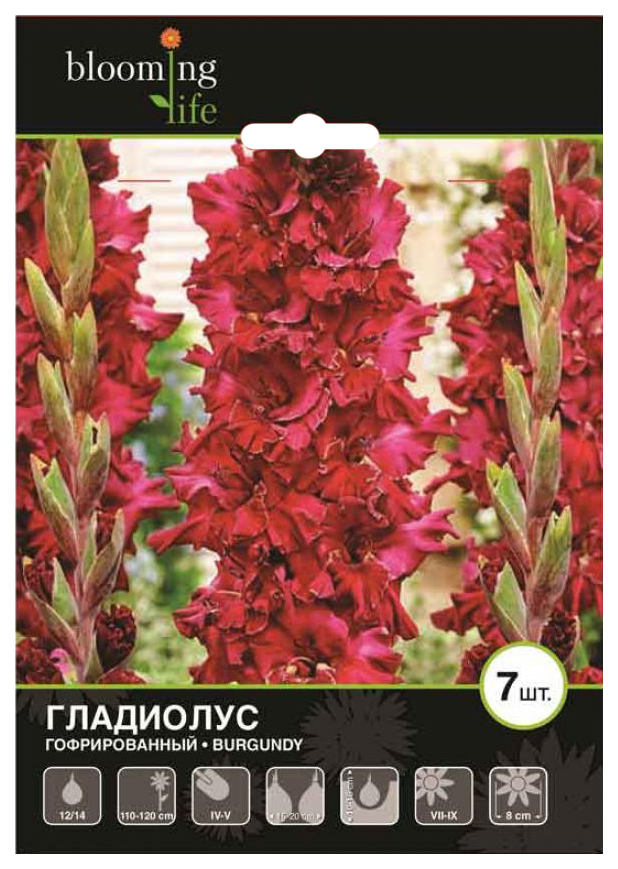 

Луковицы Гладиолус гофрированный Бургунди разбор 12-14 см 7 шт