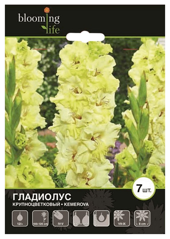 

Луковицы Blooming Life Гладиолус Кемерово крупноцветковой разбор более 12 см 7 шт