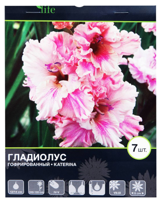 

Луковицы Blooming Life Гладиолус гофрированный Катерина разбор 12-14 см 7 шт