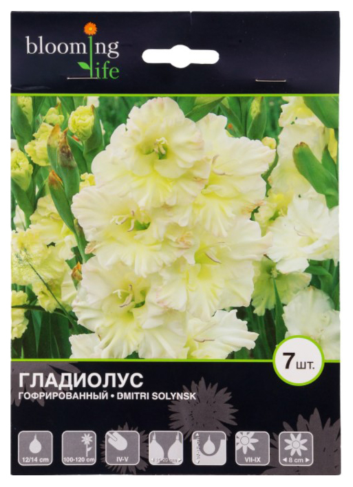 

Луковицы Blooming Life Гладиолус гофрированный Димитрий Солунский разбор 12-14 см 7 шт