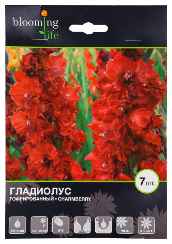 

Луковицы 7 Цветов Гладиолус гофрированный Чамберри 12-14 см 7 шт