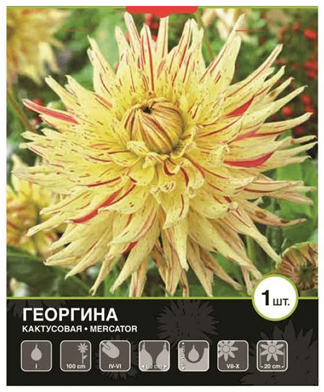

Семена 7 Цветов Георгина Меркатор 100 г