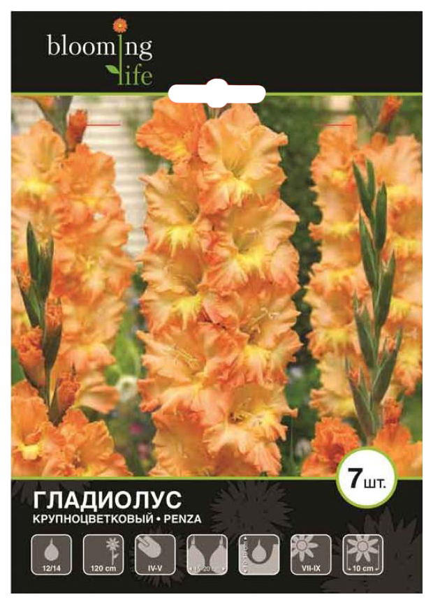 

Гладиолус крупноцветковый луковицы 7 Цветов Blooming Life Пенза 133 г