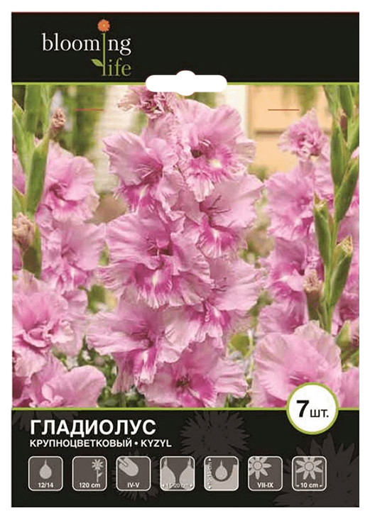 

Луковицы 7 Цветов Гладиолус Кызыл 12-14 см 7 шт