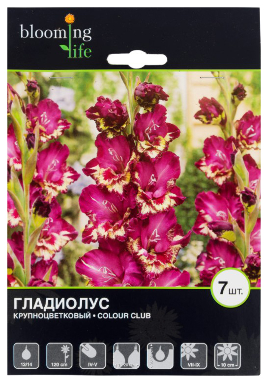 

Луковицы 7 Цветов Гладиолус Колор Клаб 12-14 см 7 шт