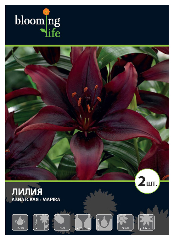 

Семена 7 Цветов Лилия азиатская Мапира 16-18 см 12 г x 2 шт