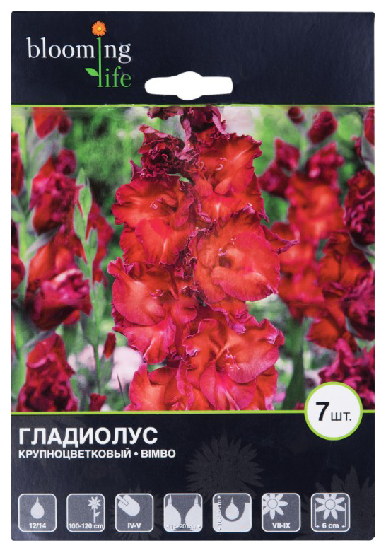 

Саженцы Цветочный альянс Гладиолус Бимбо 12-14 крупноцветковый 7 шт