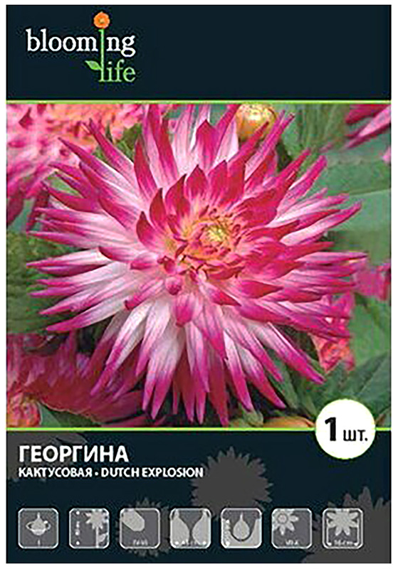 

Семена 7 Цветов Георгина Датч Экспложн 305 г
