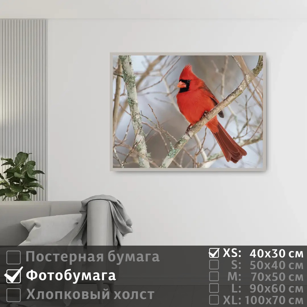 

Постер на фотобумаге ПолиЦентр Красная хохлатая птица кардинал на ветке 40х30 см, КраснаяХохлатаяПтицаКардиналНаВетке