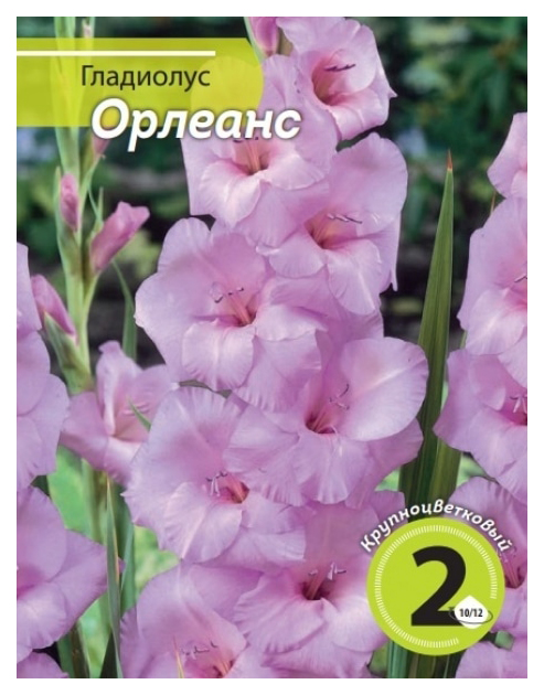 

Луковицы Гладиолус Орлеанс 2 шт