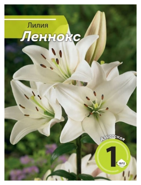 

Луковица Лилия Леннокс 1 шт