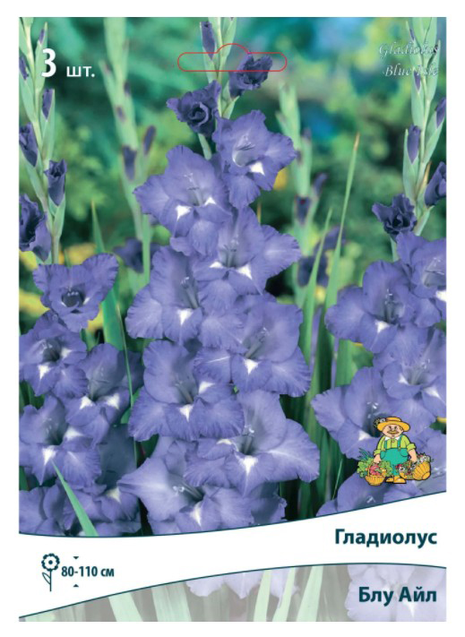 

Луковицы Гладиолус Блу айл 10/12 3 шт