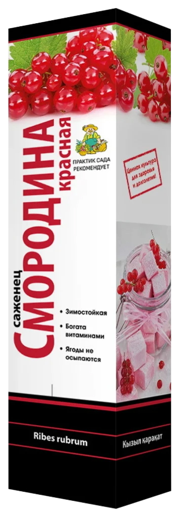 

Саженцы смородина черная Практик сада Деликатес 1 шт.