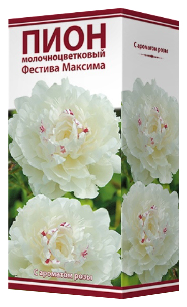 

Саженец Пион Агрофирма Поиск Фестива Максима молочноцветковый