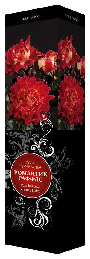 

Саженец Роза флорибунда Агрофирма Поиск Романтик Раффлс