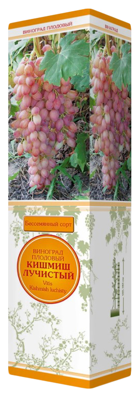 

Саженцы виноград Поиск Кишмиш 1 шт.