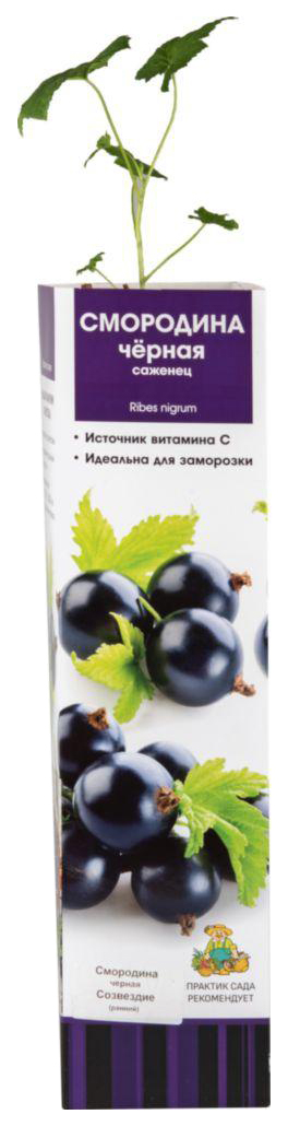 

Саженец смородина черная Агрофирма Поиск Созвездие