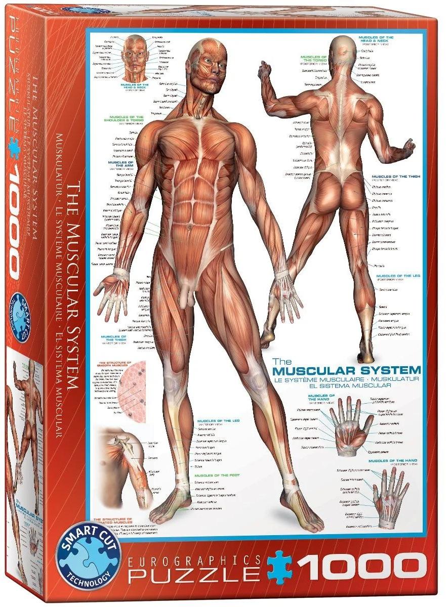 

Пазл Eurographics Мышечная система 1000 деталей, Мышечная система