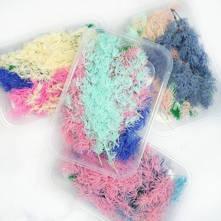 

Сухоцветы Аспарагус, 1 упаковка, Разноцветный