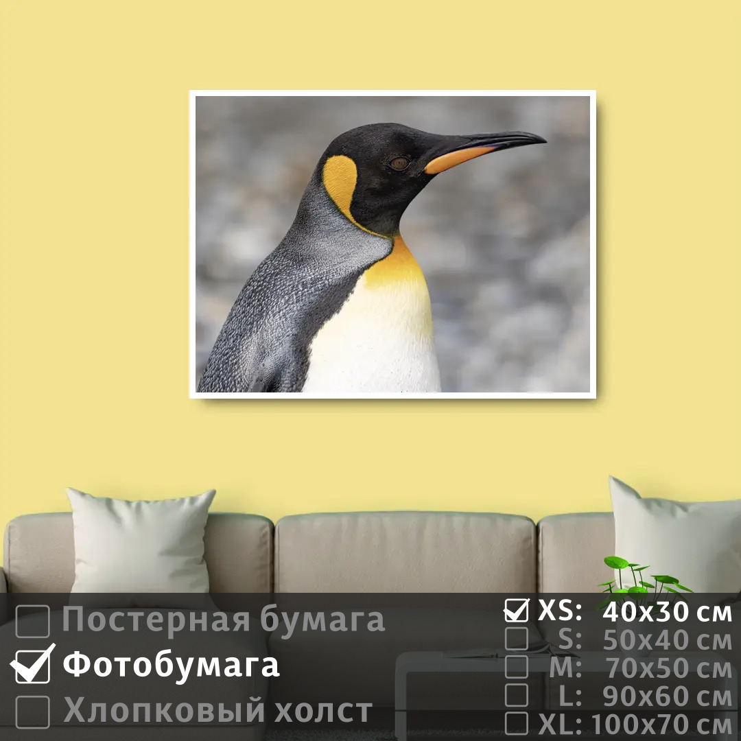 

Постер на фотобумаге ПолиЦентр Пингвин смотрит вдаль 40х30 см, ПингвинСмотритВдаль