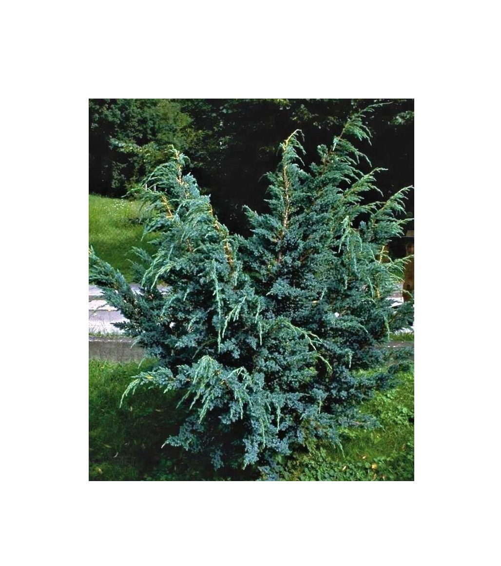 

Можжевельник чешуйчатый Meyeri (Мейери) (С2)