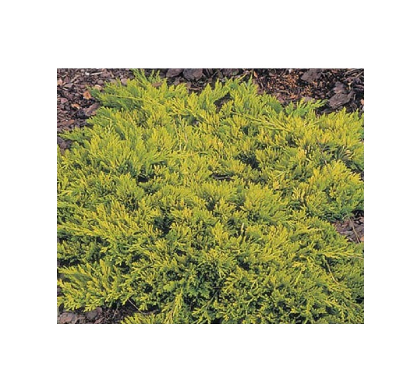 

Можжевельник горизонтальный Golden Carpet (Голден Карпет) (С2)
