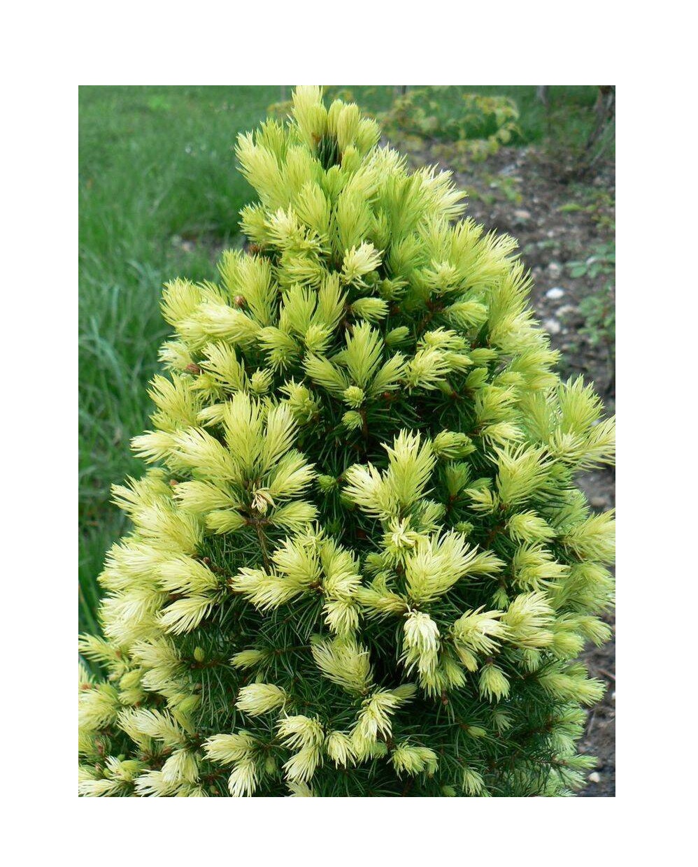 Дейзи уайт. Ель канадская Дейзи Уайт. Picea glauca Daisy's White ель. Ель канадская Дейзи Уайт (Picea glauca Daisy's White). Ель канадская "Daisy's White" (Дейзи Уайт).