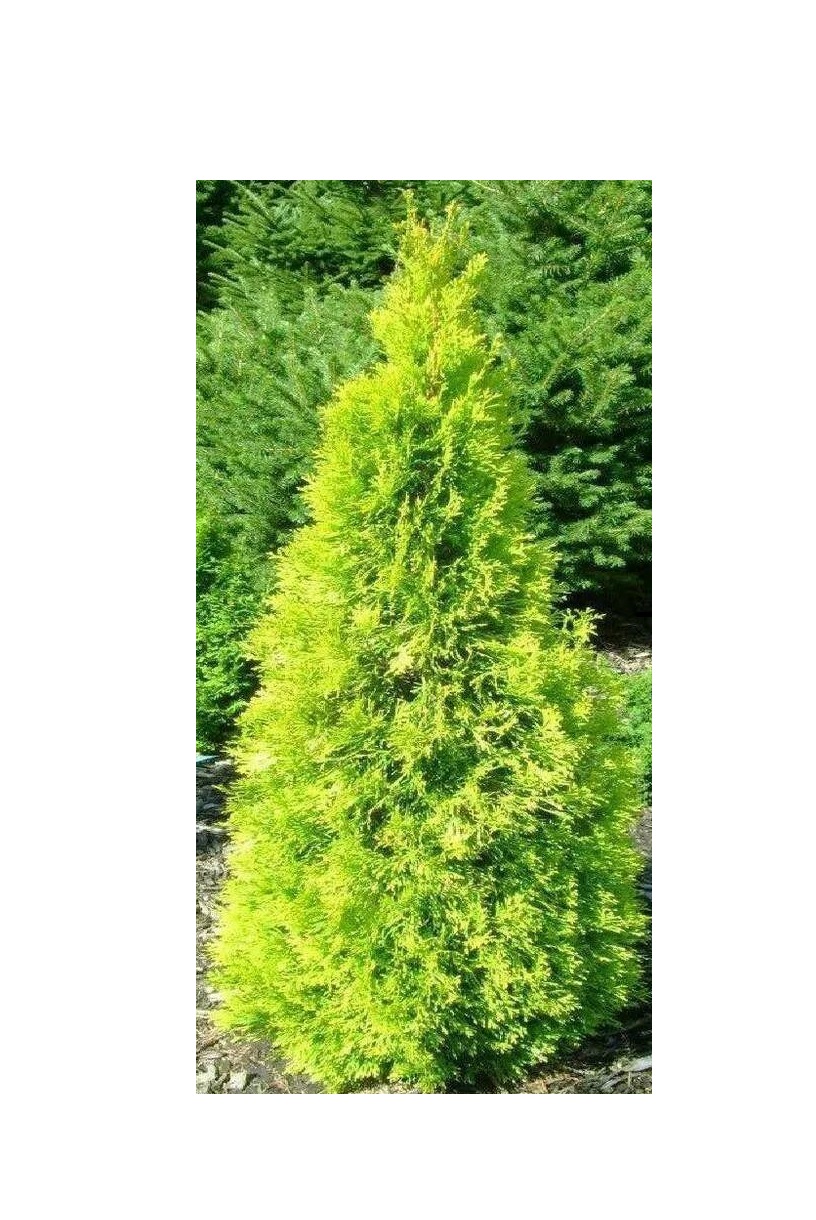 

Туя западная GOLDEN SMARAGD (С5)