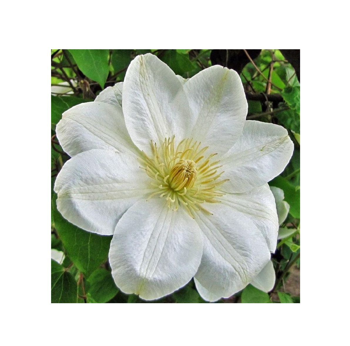 

Клематис Guernsey Cream (Джемзи Крим)