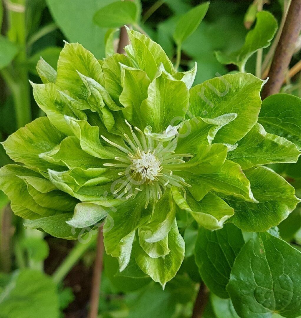 

Клематис Green Passion (Грин Пассион)