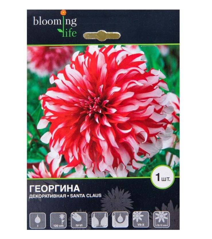 

Семена 7 Цветов Георгина декоративная Санта Клаус 163 г