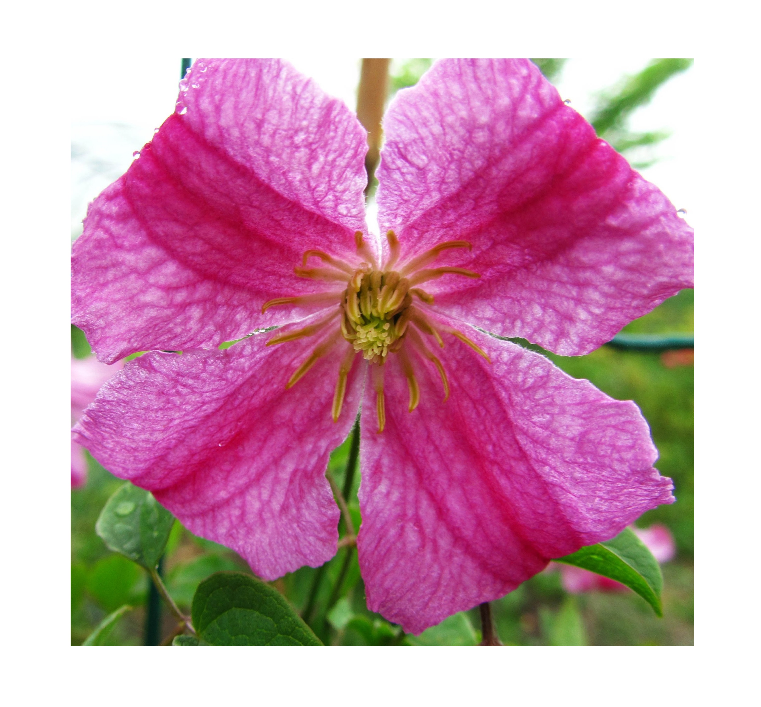 

Клематис Krakowiak Pink Mink (Краковяк Пинк Минк)