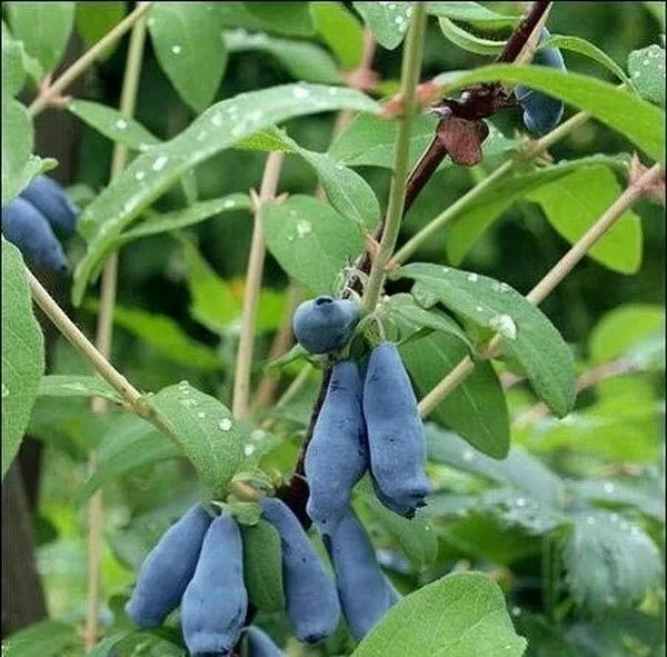 

Жимолость Морена