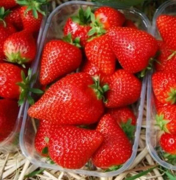 

Земляника ремонтантная Фурор (6 шт)