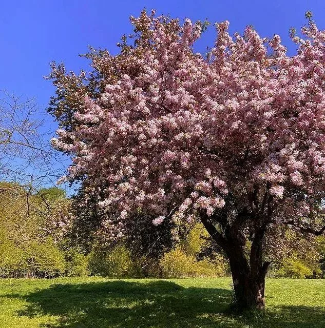 

Яблоня декоративная Яркая весна (Spring Braid Crabapple) 2-лет