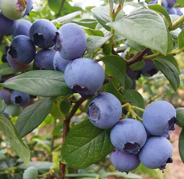 

Голубика Блюголд