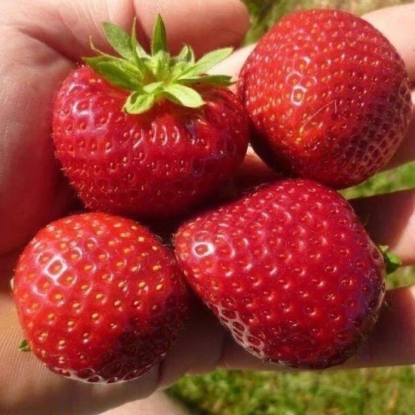 

Земляника садовая Дероял (6шт)